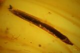 Fossil Beetle Larva (Coleoptera) and Leaf in Baltic Amber #142205-2